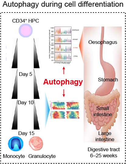 Autophagy Abstract
